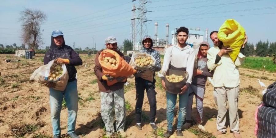 يتسابق عليها دول الاتحاد الأوروبي والخليج..محصول البطاطس بمصر كالذهب في السوق العالمي - كورة نيوز