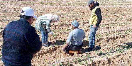 الزراعة بحوث الصحراء ينظم حقول إرشادية لزيادة الإنتاجية باستخدام الأسمدة الحيوية والعضوية في سيناء