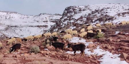 رُحل الجنوب الشرقي المغربي يكابدون برد الشتاء وارتفاع كلفة الأعلاف