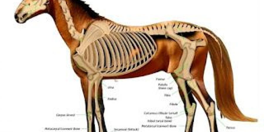 حقيقة قتل الحصان عند كسر ساقه.. اعرف الوضع التشريحي للخيل