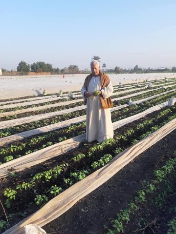 نقيب الفلاحين: البطاطس الزرقاء لها قيمة غذائيه أعلى من الصفراء 